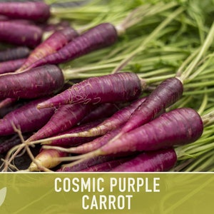 Cosmic Purple Carrot Heirloom Seeds Danvers Carrot, Purple Carrot Seeds, Juicing Carrot, Beta-Carotene, Anthocyanins, Easy to Grow Non-GMO image 2
