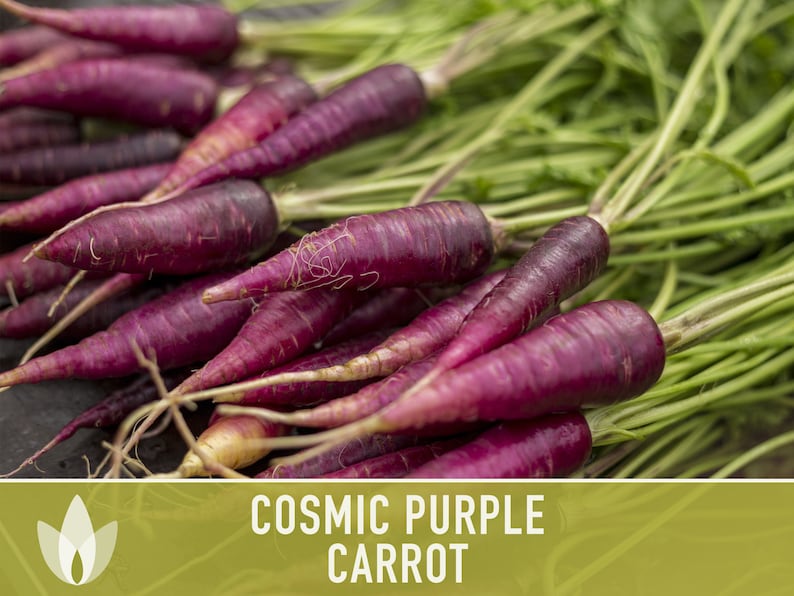 Cosmic Purple Carrot Heirloom Seeds Danvers Carrot, Purple Carrot Seeds, Juicing Carrot, Beta-Carotene, Anthocyanins, Easy to Grow Non-GMO image 2