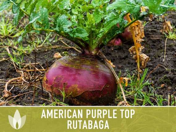 2000 American Purple Top Rutabaga Seeds - Brassica Napus - Non-GMO Heirloom Vegetable Seeds (Free Shipping)