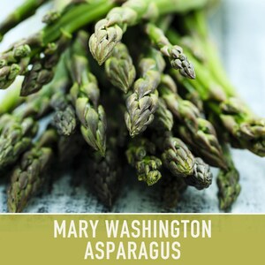 Mary Washington Asparagus Seeds, Heirloom Vegetable, Non-GMO image 8