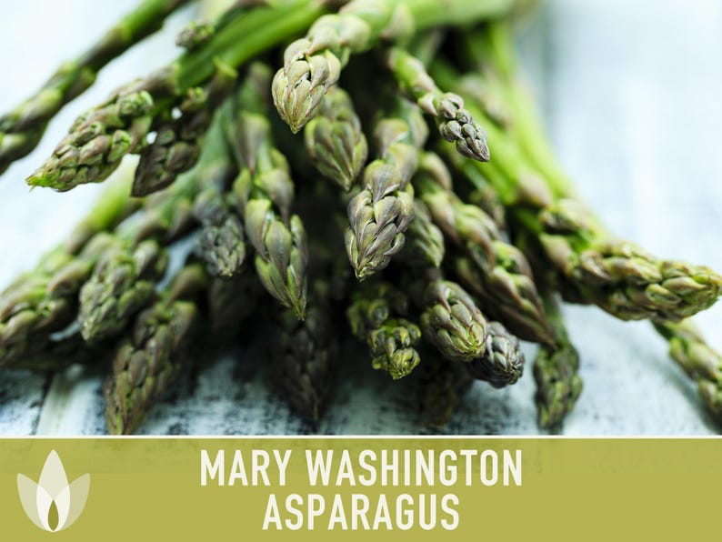 Mary Washington Asparagus Seeds, Heirloom Vegetable, Non-GMO image 8