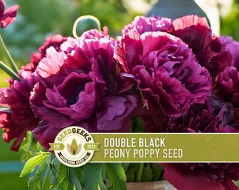 Semillas de amapola peonía negra / Más de 100 semillas, variedad antigua, ciruela de doble pétalo rizado, jardín gótico, Papaver paeoniflorum