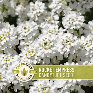 May include: Close-up of a field of white candytuft flowers with yellow centers. The image includes a logo that reads "Seed Geeks" and the text "Rocket Empress Candytuft Seed."