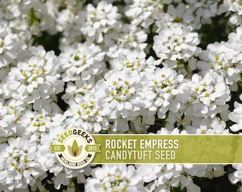 Rocket Empress Candytuft Seeds – Fragrant White Bouquet Flower