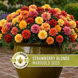 Pode incluir: Um grande vaso de cer&acirc;mica verde-oliva brilhante preenchido com um denso aglomerado de flores de cal&ecirc;ndula em tons de amarelo, laranja, vermelho e rosa. Um r&oacute;tulo no vaso diz: SEED GEEKS EST. 2013 HEIRLOOM SEED CO. STRAWBERRY BLONDE MARIGOLD SEED.