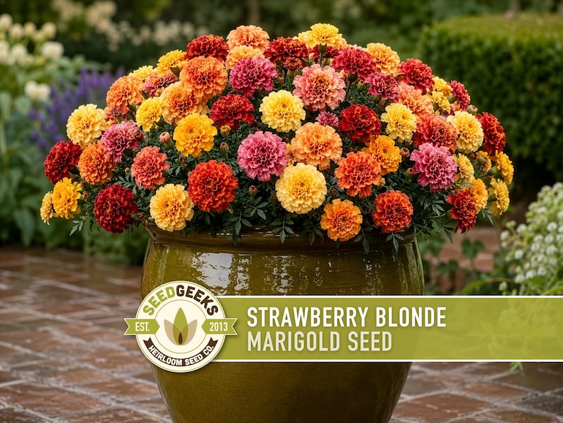 Pode incluir: Um grande vaso de cer&acirc;mica verde-oliva brilhante preenchido com um denso aglomerado de flores de cal&ecirc;ndula em tons de amarelo, laranja, vermelho e rosa. Um r&oacute;tulo no vaso diz: SEED GEEKS EST. 2013 HEIRLOOM SEED CO. STRAWBERRY BLONDE MARIGOLD SEED.