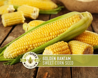 Golden Bantam Sweet Corn Seeds | 50+ Seeds, Non-GMO, Open Pollinated, Heirloom, Zea mays