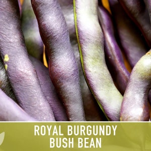 Royal Burgundy Bush Bean Heirloom Seeds Bild 2