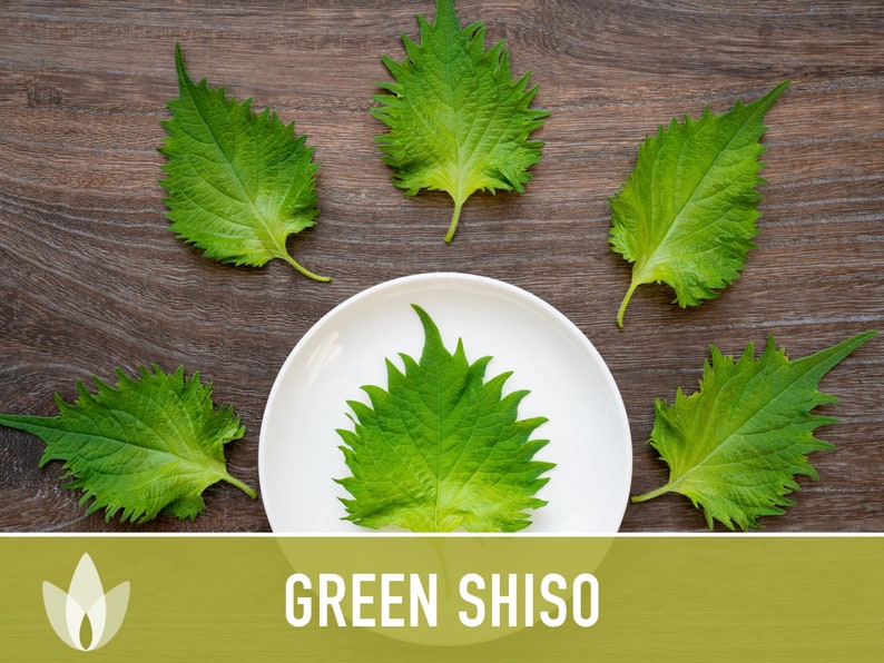 Green Shiso Herb Seeds Heirloom Seeds, Asian Seeds, Culinary Herb, Perilla Seeds, Umeboshi Plums, Radish Pickles, Open Pollinated, Non-GMO image 7