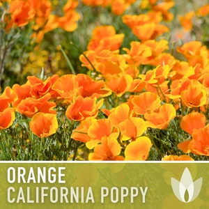 California Orange Poppy Heirloom Seeds - Flower Seeds, Cool Weather Seeds, Flowers, Cool Season Flowers, Annual, California