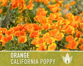 California Orange Poppy Heirloom Seeds - Flower Seeds, Cool Weather Seeds, Flowers, Cool Season Flowers, Annual, California