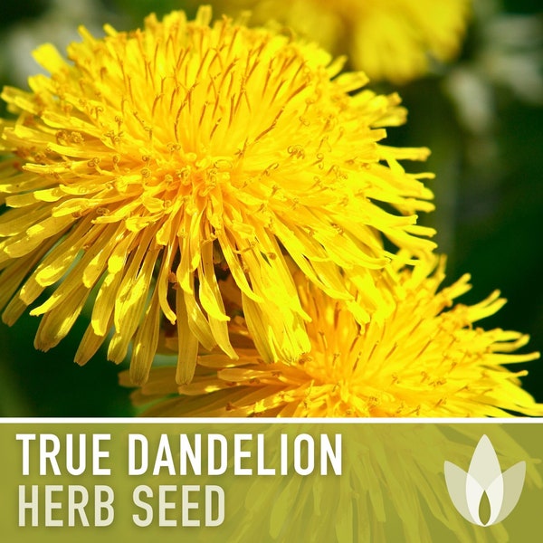 True Dandelion Flower Seeds - Heirloom Seeds, Medicinal Herb, Common Dandelion, Edible Flowers, Fresh Salad, Taraxacum Officinale, Non-GMO