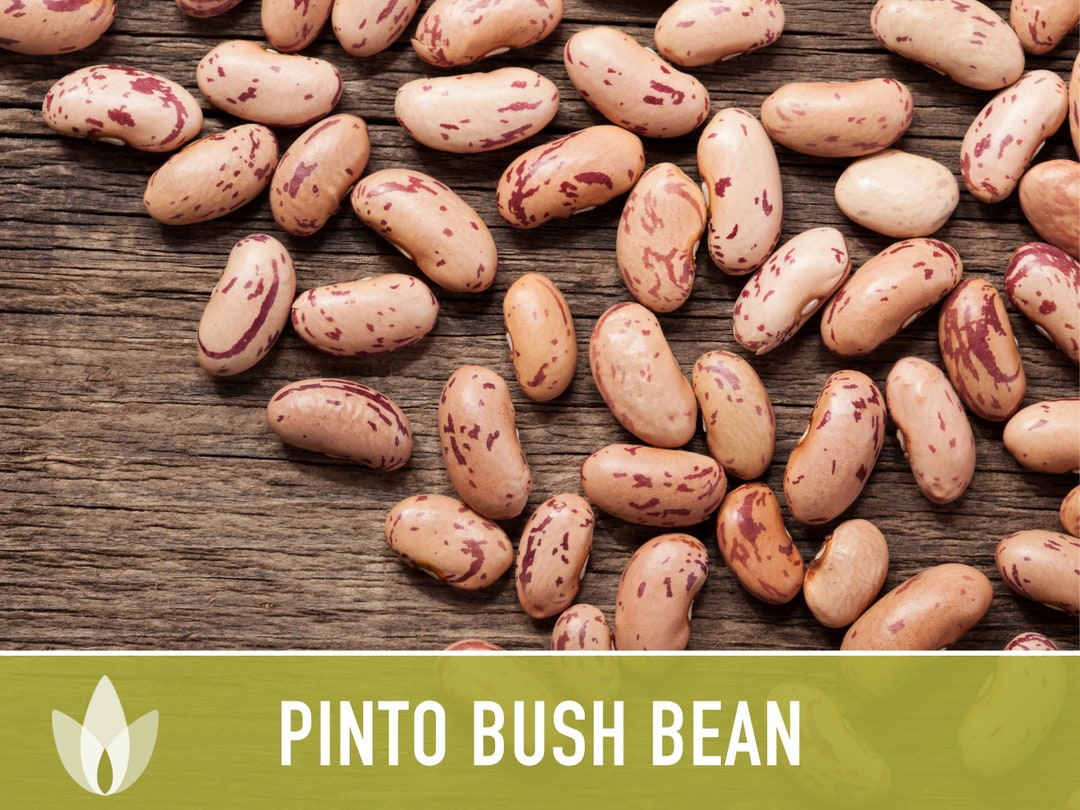 Pinto Bean Seeds Heirloom Seeds Runner Bean Seeds Refried Etsy