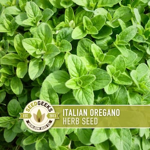 May include: Close-up of vibrant green Italian oregano herb plants. The image features lush, healthy leaves, showcasing the plant's natural texture. A banner with the text "Italian Oregano Herb Seed" is visible, along with the SeedGeeks logo.