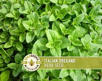 Könnte beinhalten: Nahaufnahme von lebendigen, grünen italienischen Oregano-Kräutern. Das Bild zeigt üppige, gesunde Blätter und die natürliche Textur der Pflanze. Ein Banner mit dem Text "Italian Oregano Herb Seed" ist sichtbar, zusammen mit dem SeedGeeks-Logo.