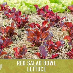 Red Salad Bowl Lettuce Heirloom Seeds image 3