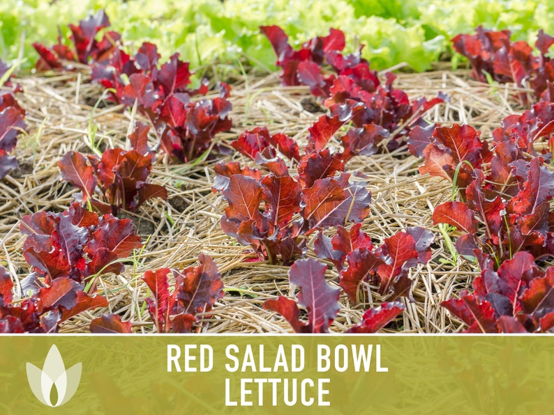 Red Salad Bowl Lettuce Heirloom Seeds image 3