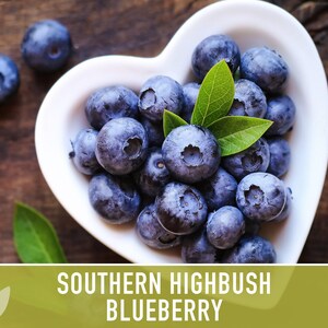 Semillas de arándano azul de arbusto alto del sur / Más de 50 semillas, variedad tradicional, bayas no transgénicas para repostería y uso medicinal, Vaccinium corymbosum imagen 7