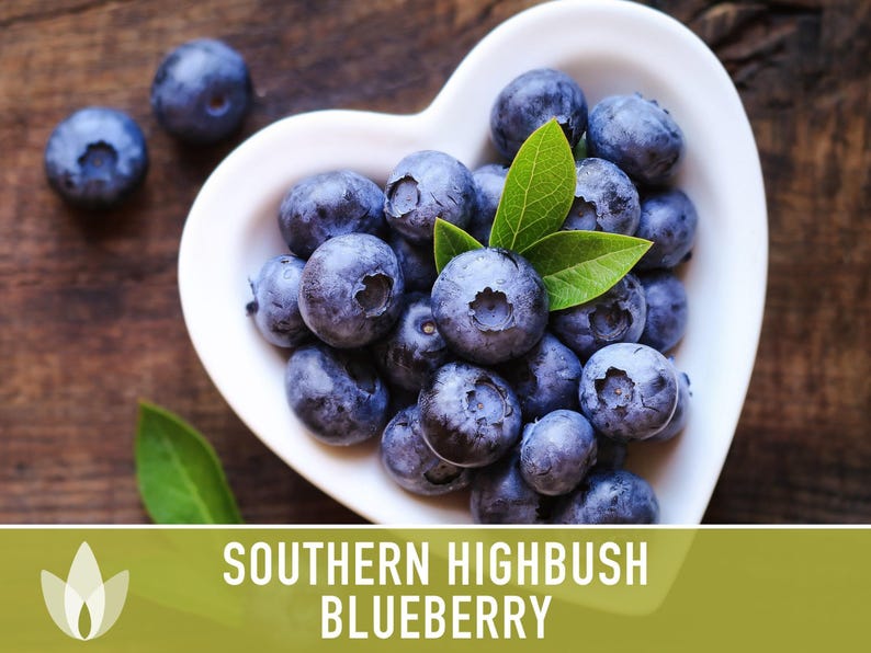 Semillas de arándano azul de arbusto alto del sur / Más de 50 semillas, variedad tradicional, bayas no transgénicas para repostería y uso medicinal, Vaccinium corymbosum imagen 7