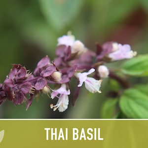 Thai Basil Herb Heirloom Seeds image 7