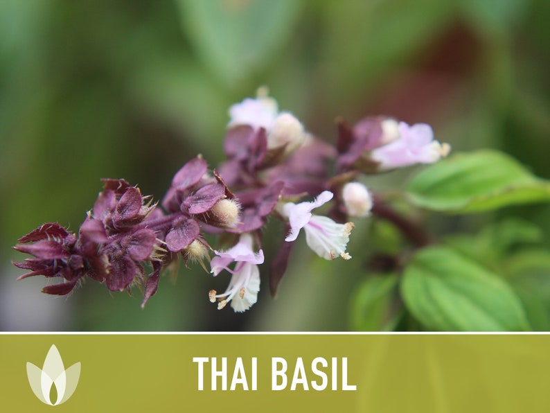 Thai Basil Herb Heirloom Seeds image 7