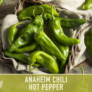 Anaheim Chili Seeds | 25+ Seeds, Heirloom, Mild Flavor, Versatile Use | Capsicum annuum image 4