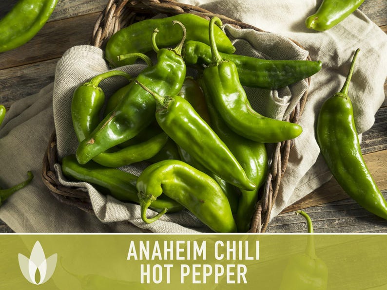 Anaheim Chili Seeds | 25+ Seeds, Heirloom, Mild Flavor, Versatile Use | Capsicum annuum image 4