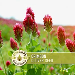 May include: A field of crimson clover flowers with green stems and leaves. The image includes a logo that reads "SEED GEEKS" and the text "CRIMSON CLOVER SEED". The flowers are a vibrant red color, and the background is blurred.