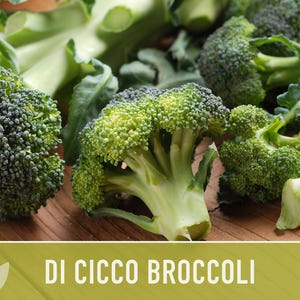 Di Cicco Broccoli Seeds - Heirloom, Organic, Non-GMO image 7