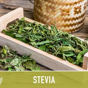 Stevia Seeds – Heirloom Sugar Leaf, Natural Sweetener (50 Seeds) image 11