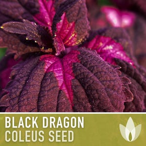 Black Dragon Coleus Seeds | 20+ Seeds, Crimson Foliage, Goth Garden, Indoor & Container, Plectranthus scutellarioides image 5