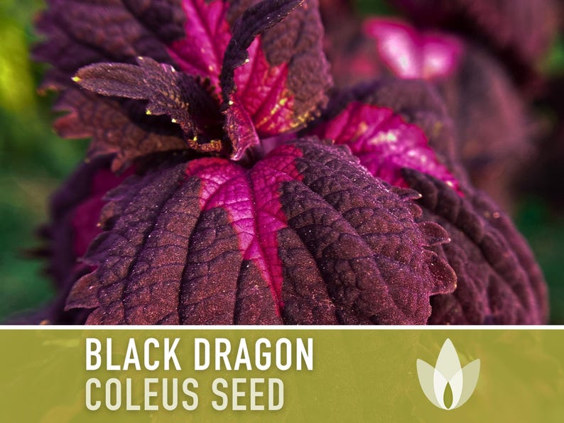 Black Dragon Coleus Seeds | 20+ Seeds, Crimson Foliage, Goth Garden, Indoor & Container, Plectranthus scutellarioides image 5