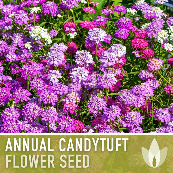 Annual Candytuft Flower Seeds - Heirloom Seeds, Fragrant Edible Flowers, Pollinator Friendly Groundcover, Open Pollinated, Non-GMO