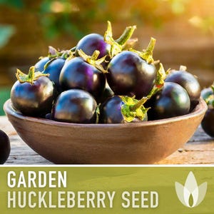 Garden Huckleberry Seeds - Heirloom, Non-GMO | 20+ Seeds image 10