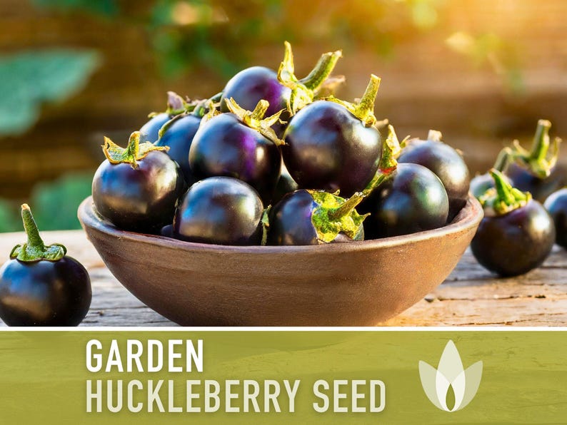 Garden Huckleberry Seeds - Heirloom, Non-GMO | 20+ Seeds image 10
