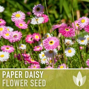 Paper Daisy Flower Seeds - Heirloom Everlasting Flowers image 4