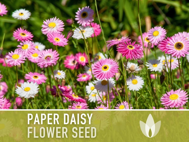Paper Daisy Flower Seeds - Heirloom Everlasting Flowers image 4