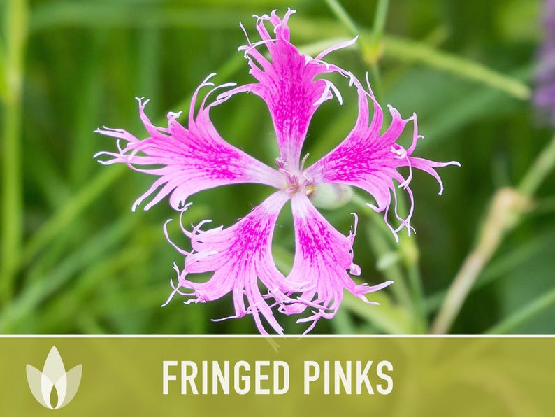 Fringed Pinks Dianthus Seeds – Fragrant Heirloom Flower, Pollinator Garden image 7