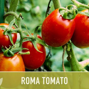 Roma Tomato Heirloom Seeds Paste Tomato, Seed Packet, Non-GMO, Open Pollinated image 9