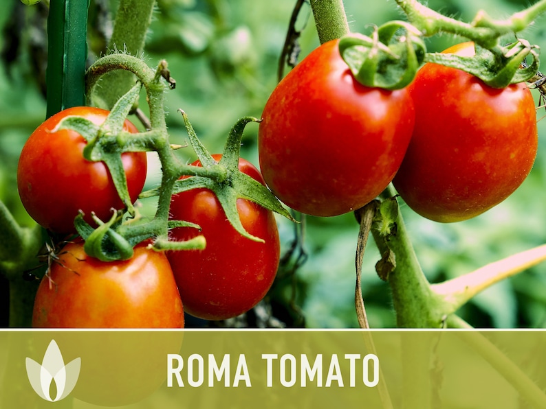 Roma Tomato Heirloom Seeds Paste Tomato, Seed Packet, Non-GMO, Open Pollinated image 9