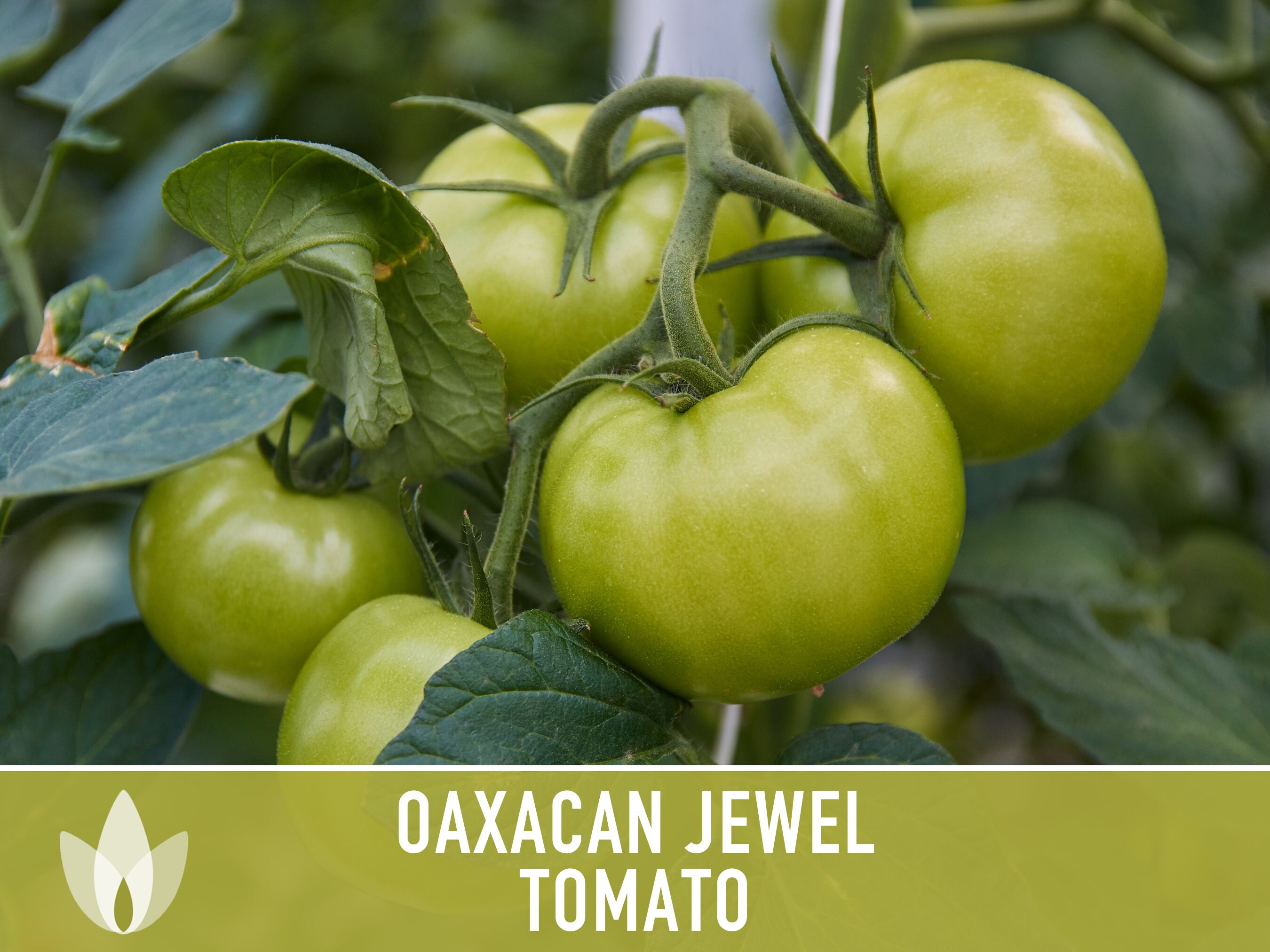 graines de tomate Beauty Lottringa Orange tomato seeds méth.bio | Lazada PH graines de tomate Beauty Lottringa Orange tomato seeds méth.bio | Lazada PH