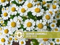 German Chamomile Herb Heirloom Seeds
