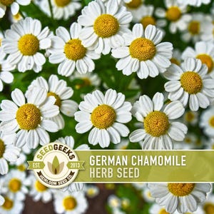 German Chamomile Herb Heirloom Seeds
