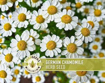 German Chamomile Herb Heirloom Seeds