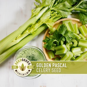 May include: Fresh Golden Pascal celery, whole and chopped, arranged on a wooden plate and a white surface. A glass of green juice and the text "Golden Pascal Celery Seed" are also visible. The image is from Seed Geeks.