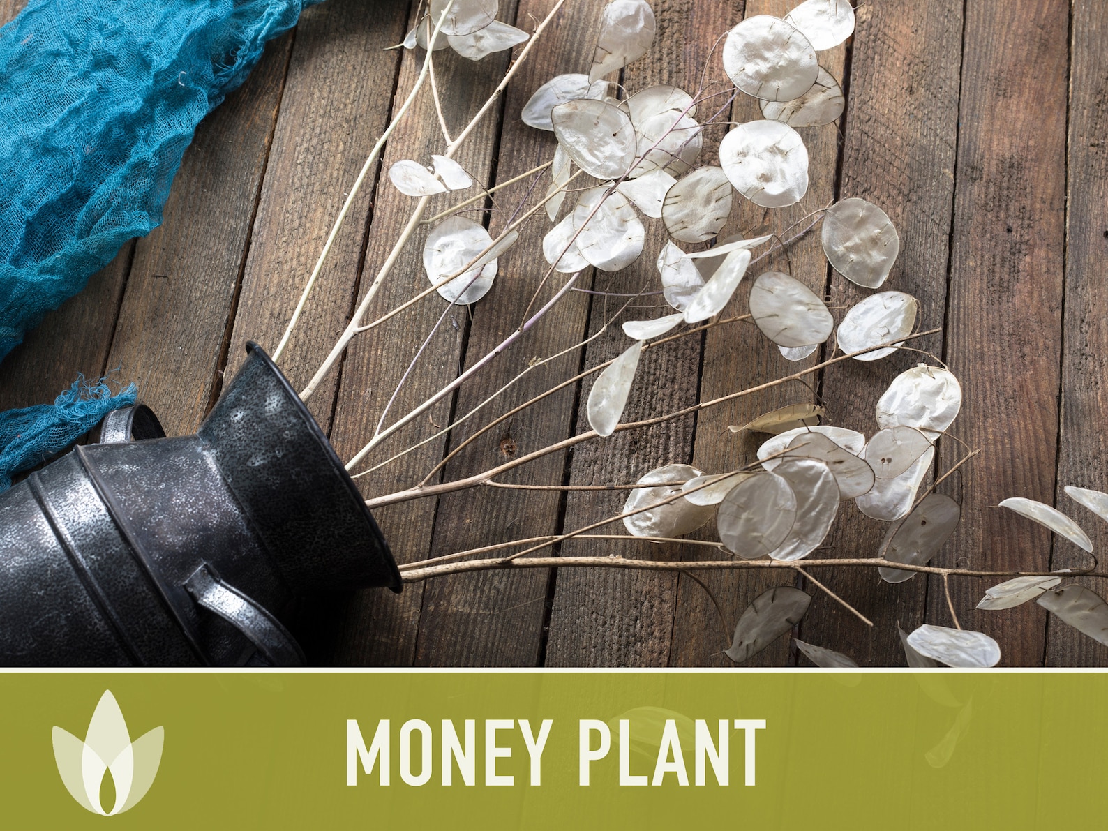 Money Plant Flower Seeds Heirloom Seeds Silver Dollar Etsy