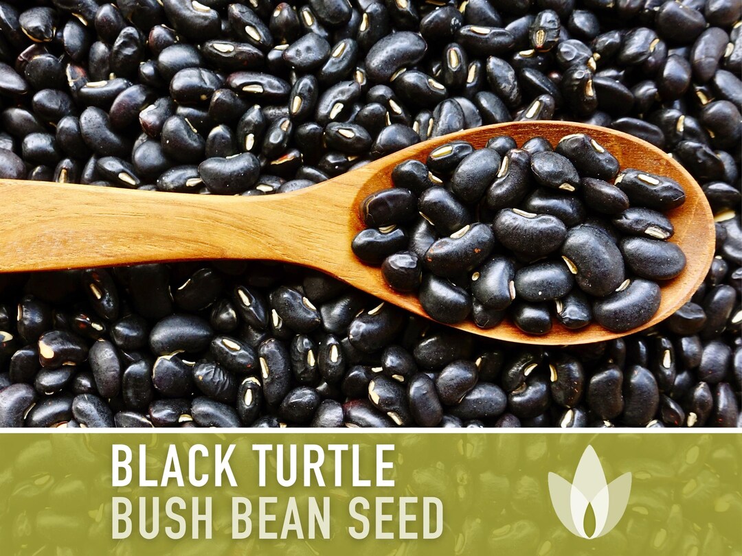 Black Turtle Bean Seeds Heirloom Seeds, Bush Bean, High Yield, Chili