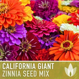 California Giant Zinnia Seed Mix | 100+ Seeds, Heirloom Flowers, Butterfly Garden, Zinnia elegans image 5