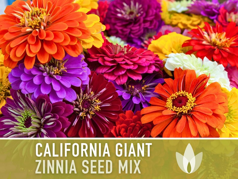 California Giant Zinnia Seed Mix | 100+ Seeds, Heirloom Flowers, Butterfly Garden, Zinnia elegans image 5