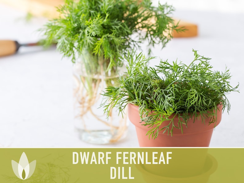Dwarf Fernleaf Dill Heirloom Seeds AAS Winner Pickling Etsy